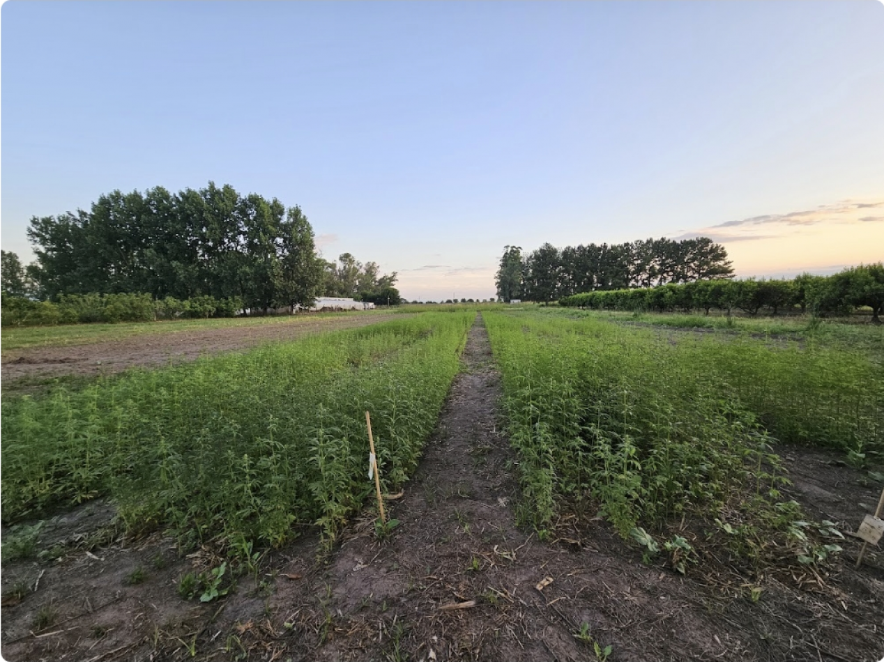 IMPORTANTE CAMPO EN FAMAILLA