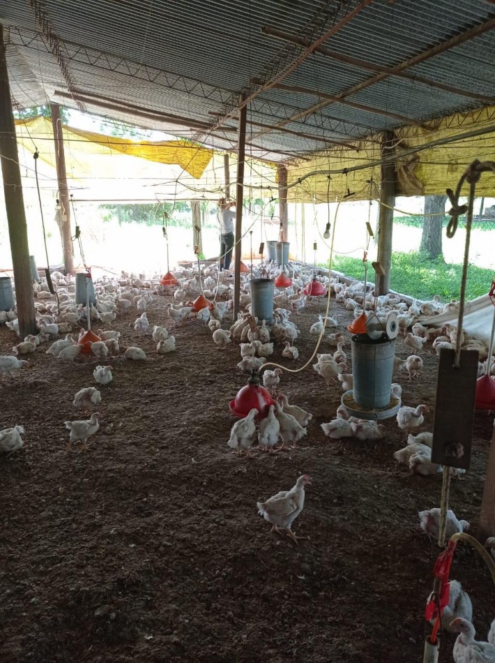 GRANJA AVICOLA PRODUCIENDO EN RUTA PROVINCIAL 305 Y CAMINO DE ALTA GRACIA EN UNA HECTAREA Y MEDIA