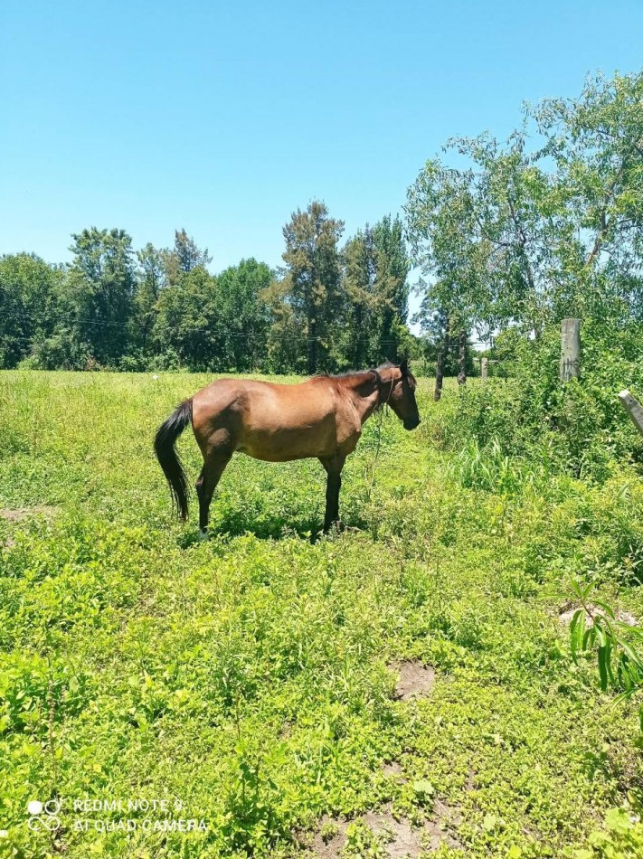 GRANJA AVICOLA PRODUCIENDO EN RUTA PROVINCIAL 305 Y CAMINO DE ALTA GRACIA EN UNA HECTAREA Y MEDIA