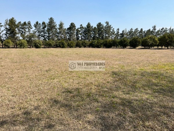 LOTE DE 5.000 M2 EN COUNTRY LAS MORITAS, LAS TALITAS