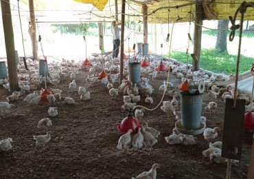 GRANJA AVICOLA PRODUCIENDO EN RUTA PROVINCIAL 305 Y CAMINO DE ALTA GRACIA EN UNA HECTAREA Y MEDIA